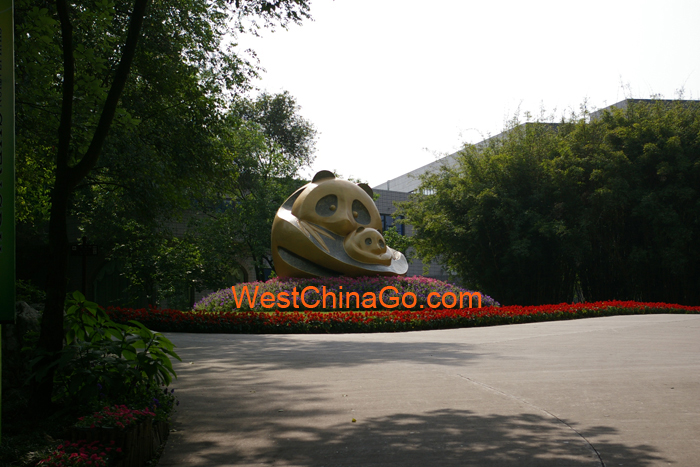 chengdu panda tour