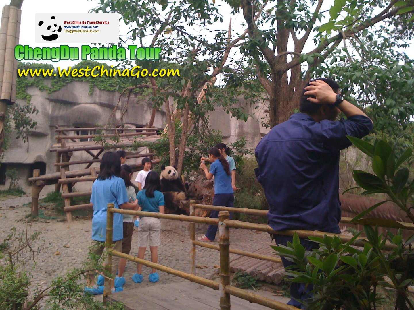 chengdu panda hug,tour,travel guide