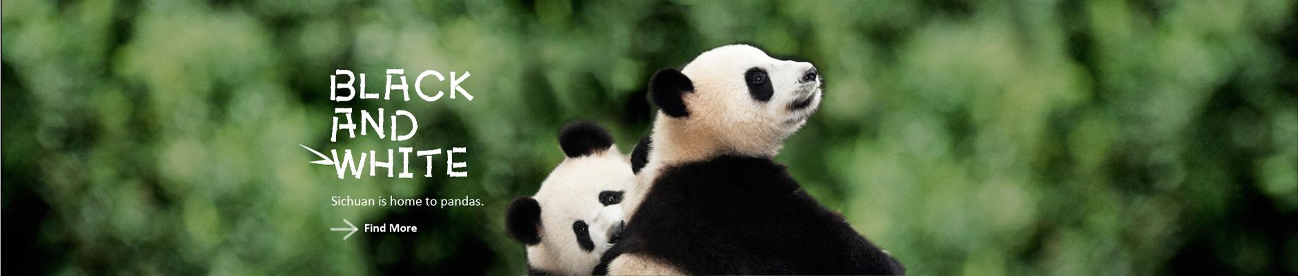 china chengdu panda volunteer and china panda holding