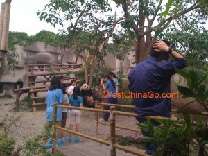 chengdu panda tour guide