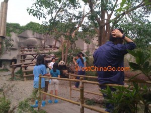 chengdu panda travel guide