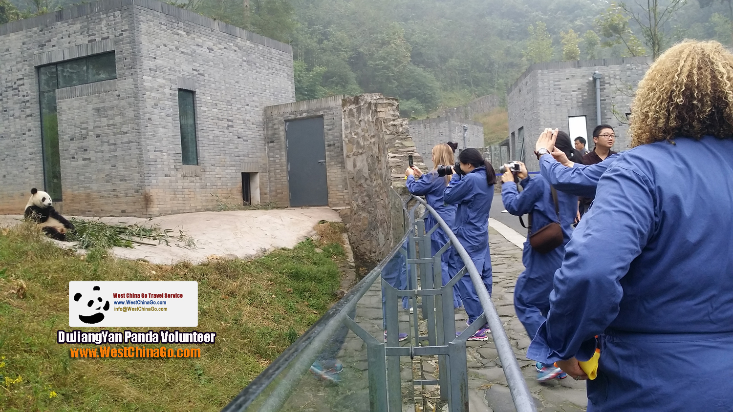chengdu dujiangyan panda volunteer program