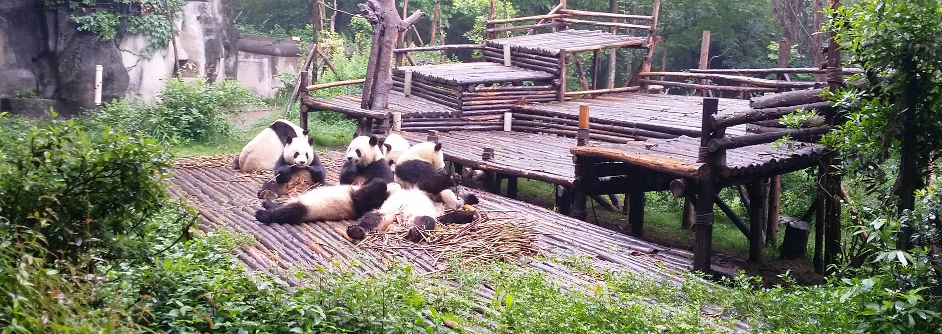 chengdu panda reserve