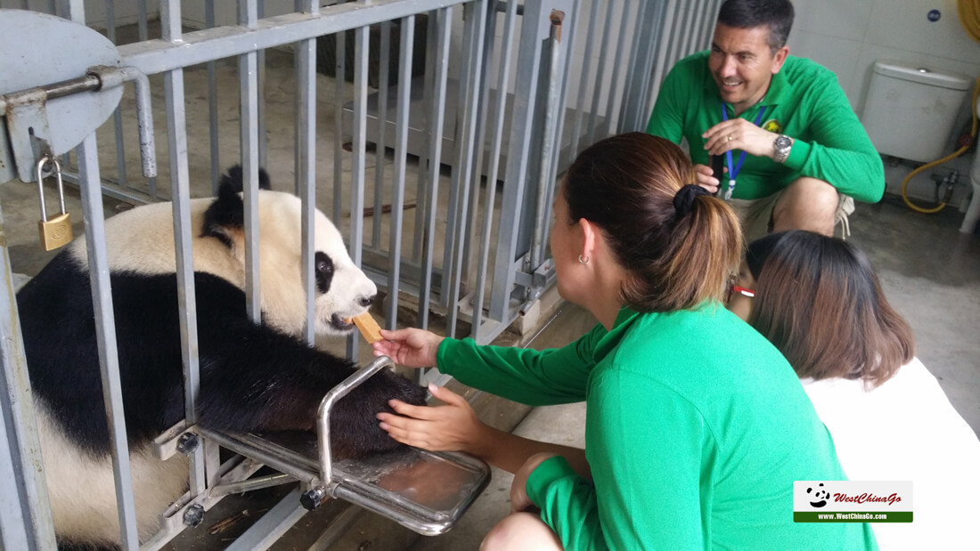 dujiangyan panda volunteer