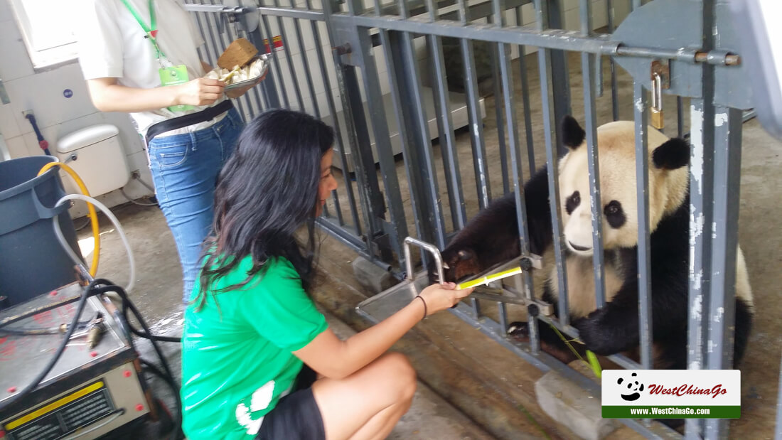 Dujiangyan Panda volunteer Tour