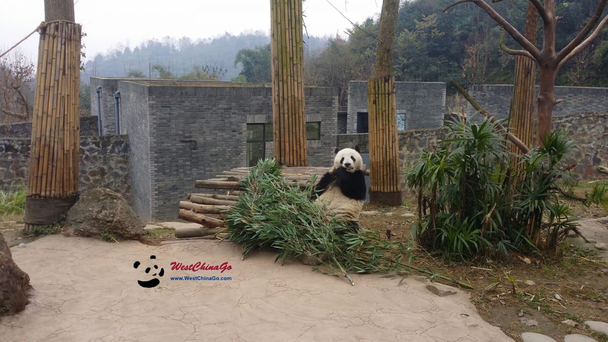 dujiangyan panda keeper program