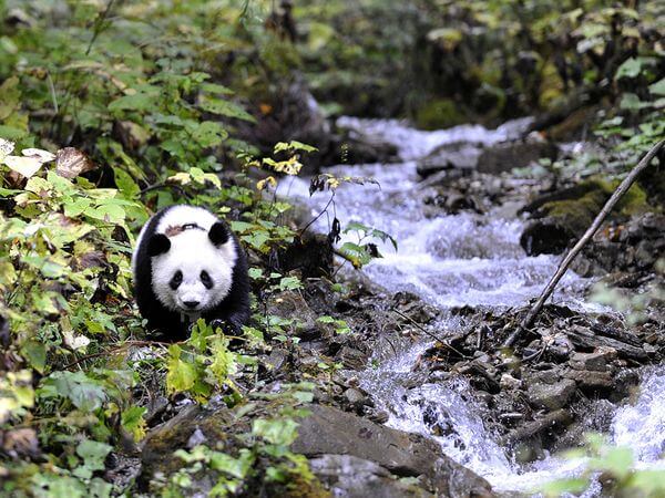 WoLong Panda Center Tour From ChengDu