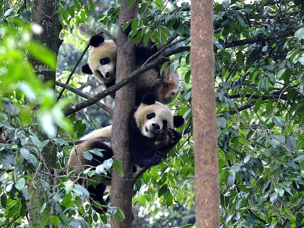 chengdu panda tour