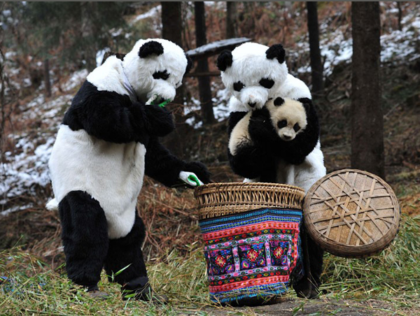  WoLong Panda Center Tour From ChengDu