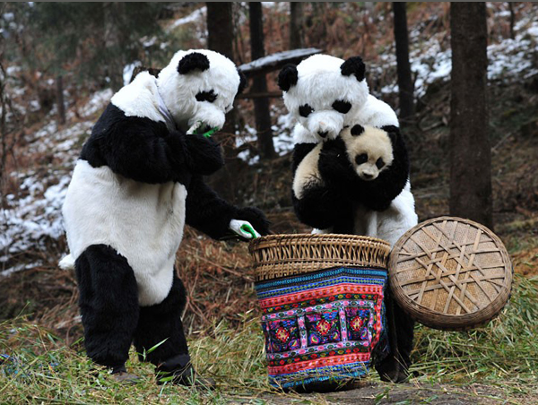 WoLong Panda Center Tour From ChengDu