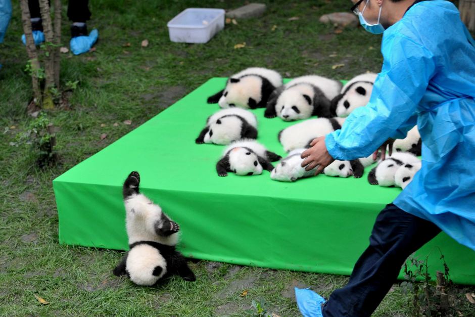 chengdu panda