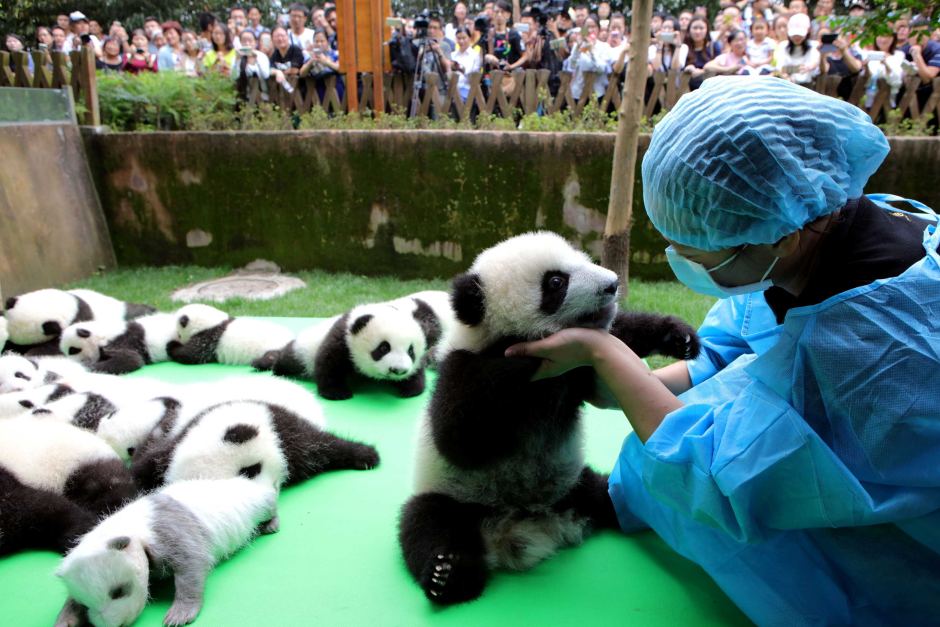 chengdu panda