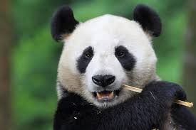 chengdu panda