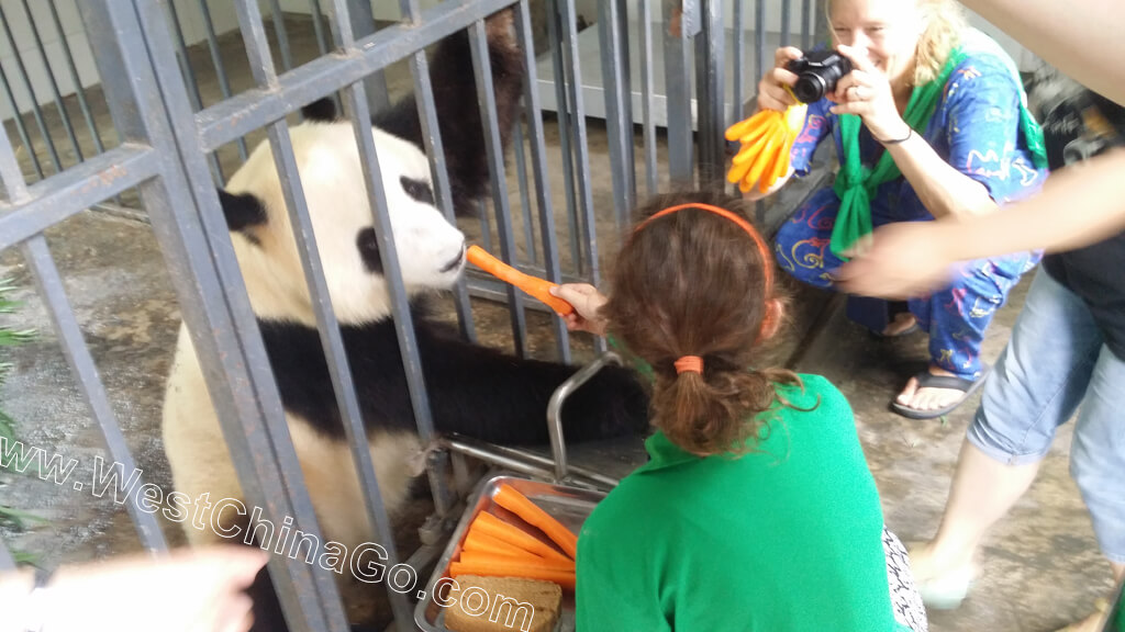 China Panda Volunteer