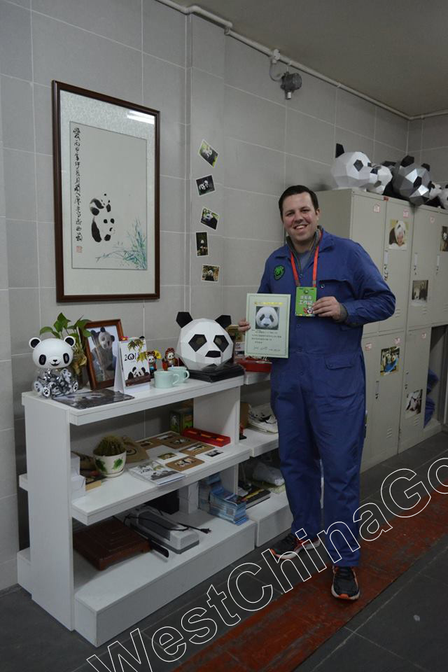 china panda volunteer