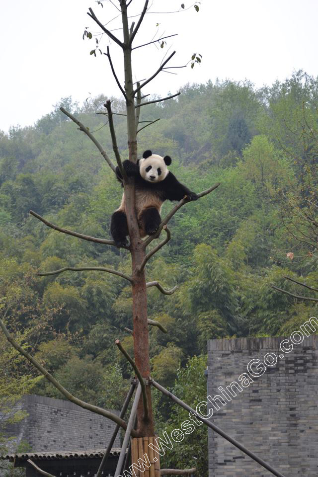 China Panda Keeper