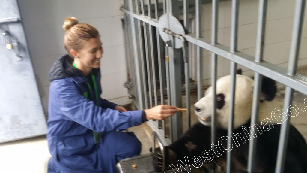 china panda volunteer