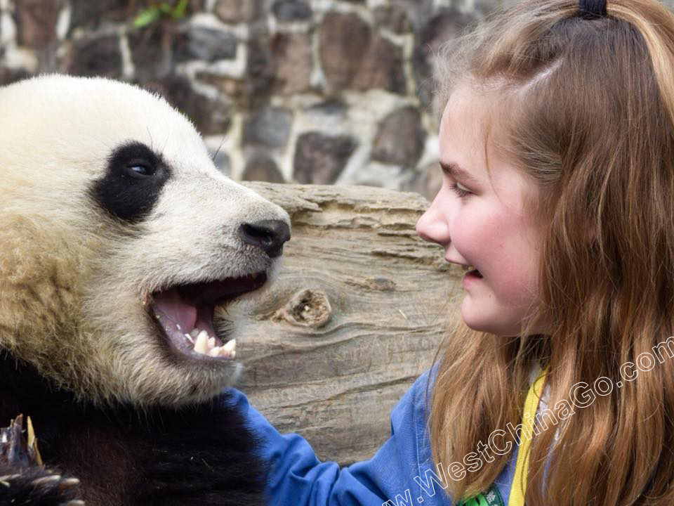 china chengdu panda holding