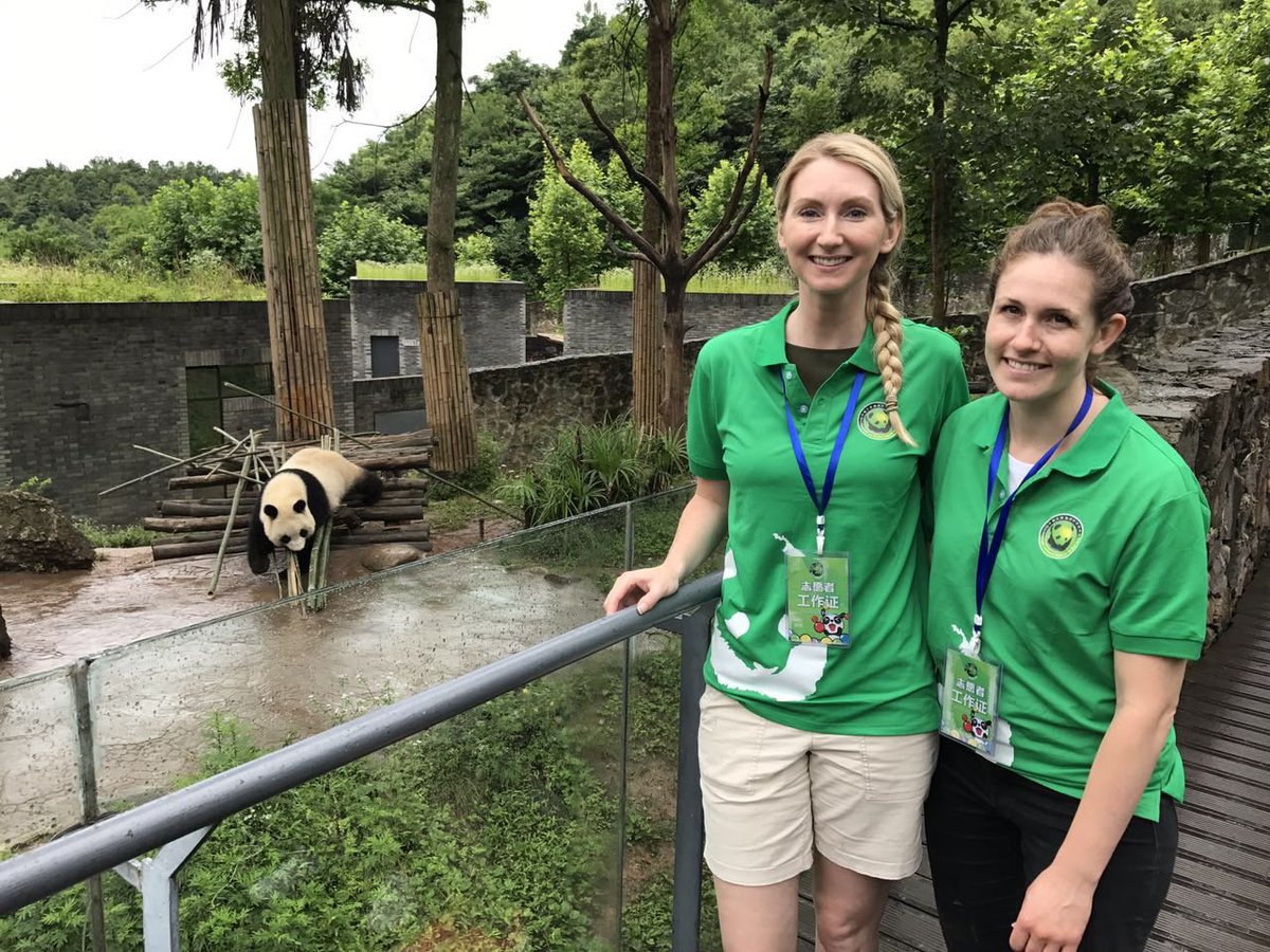 China dujiangyan panda volunteer