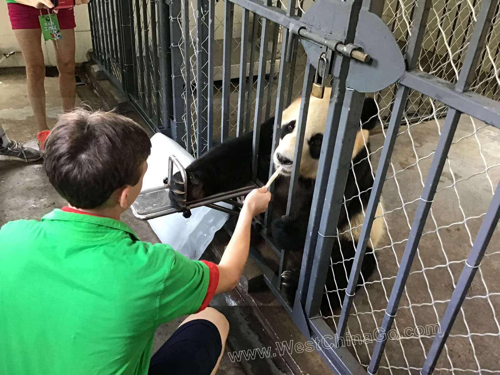 china dujiangyan panda volunteer