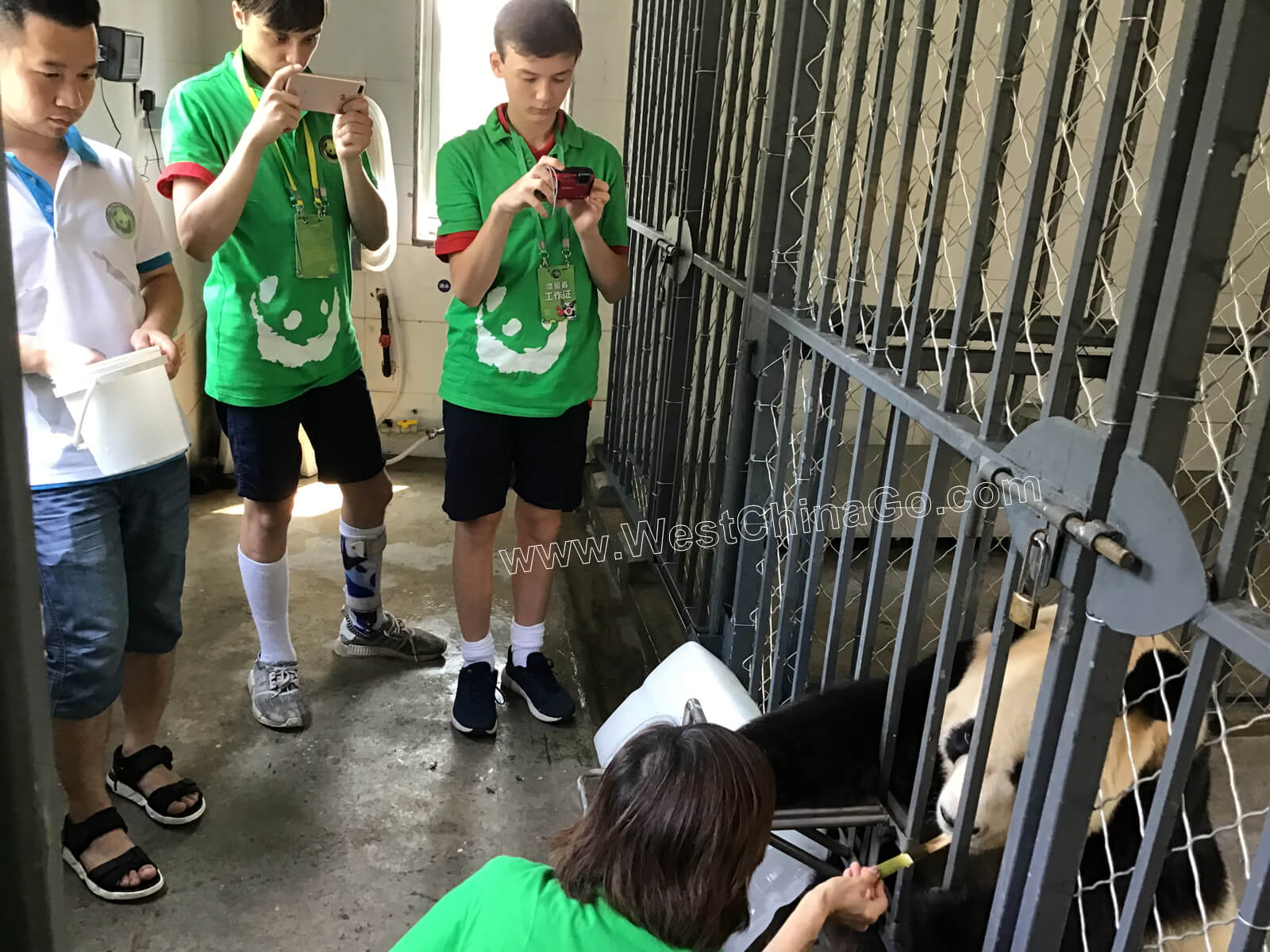 china dujiangyan panda volunteer