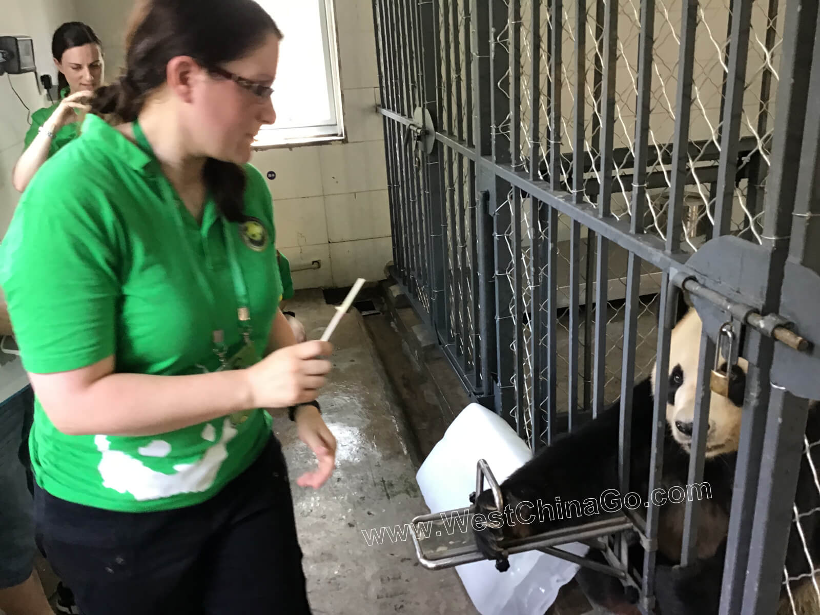 china dujiangyan panda volunteer