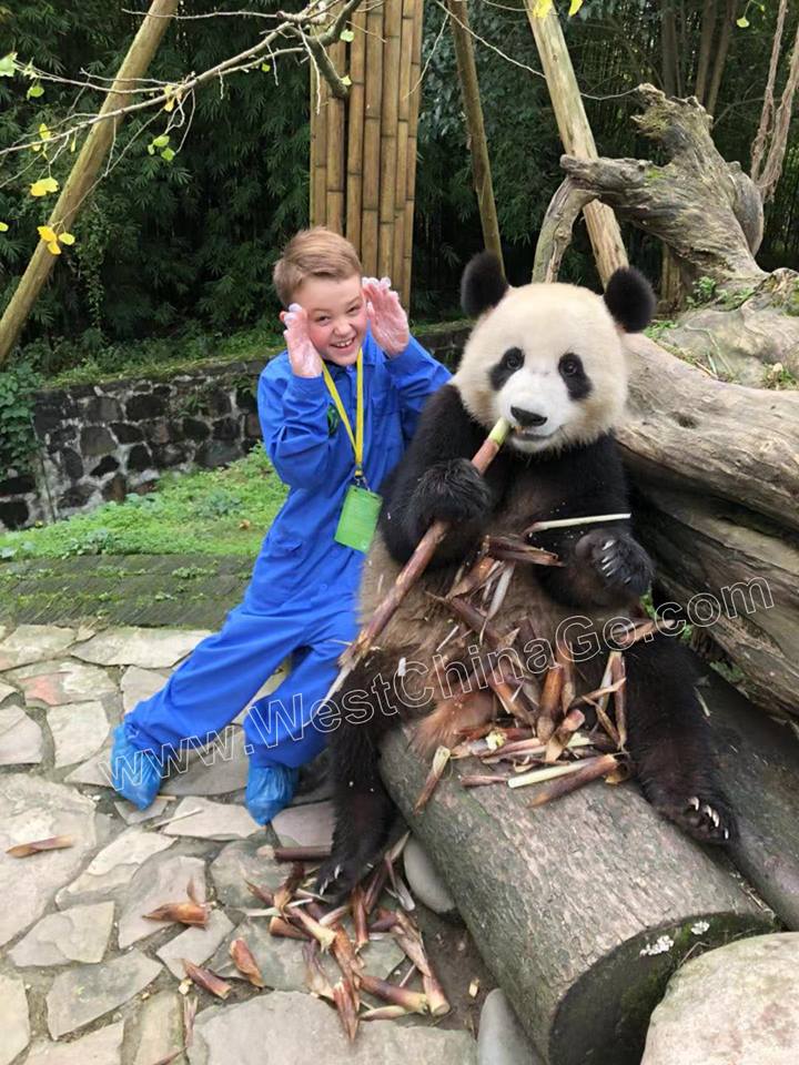 chengdu panda hug