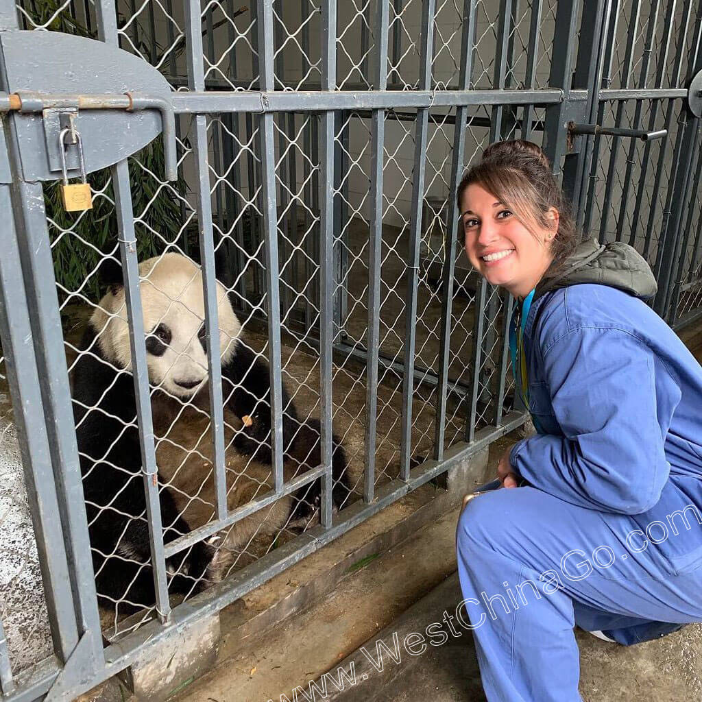 china dujiangyan panda volunteer