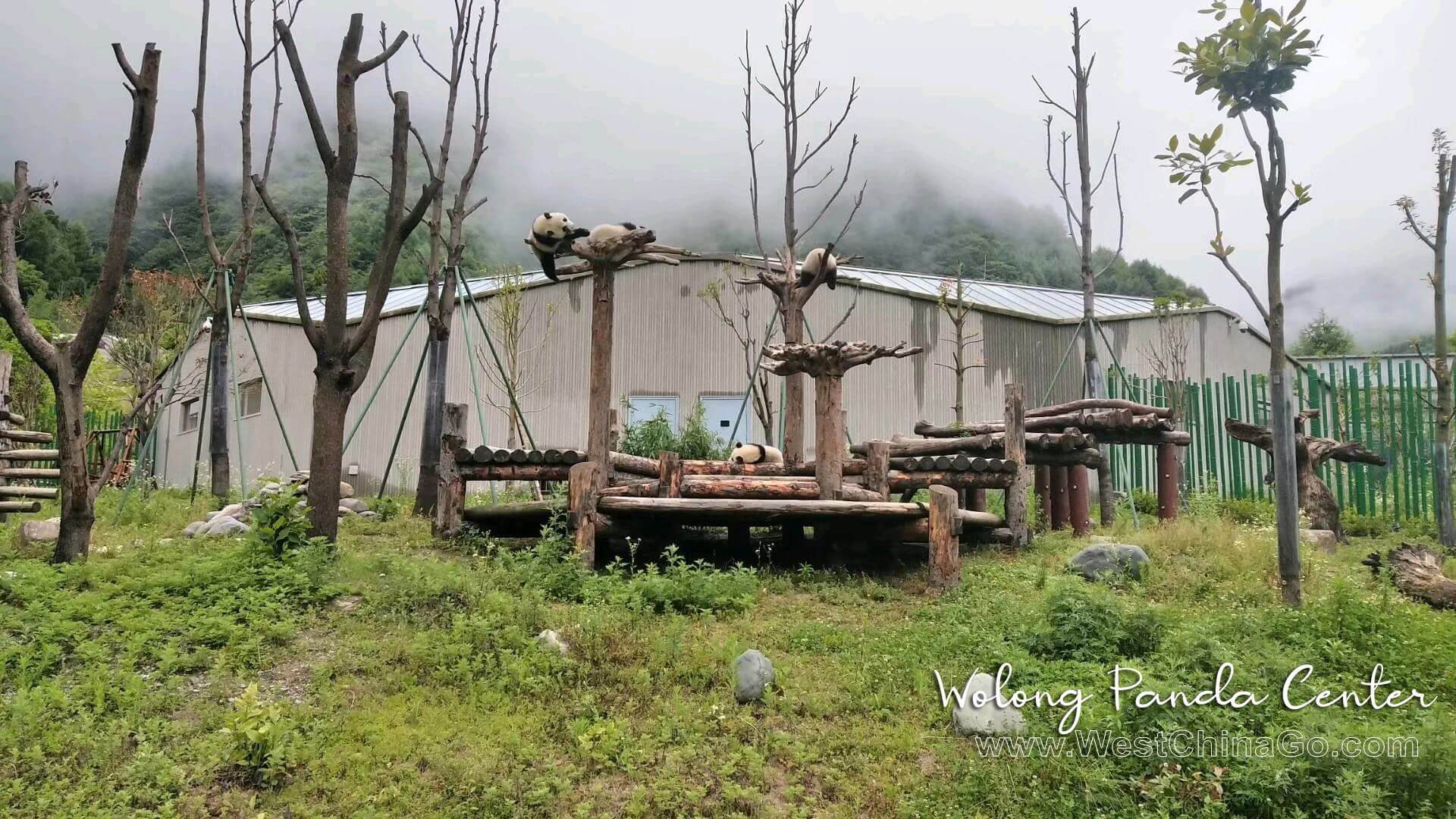 wolong-panda-reserve