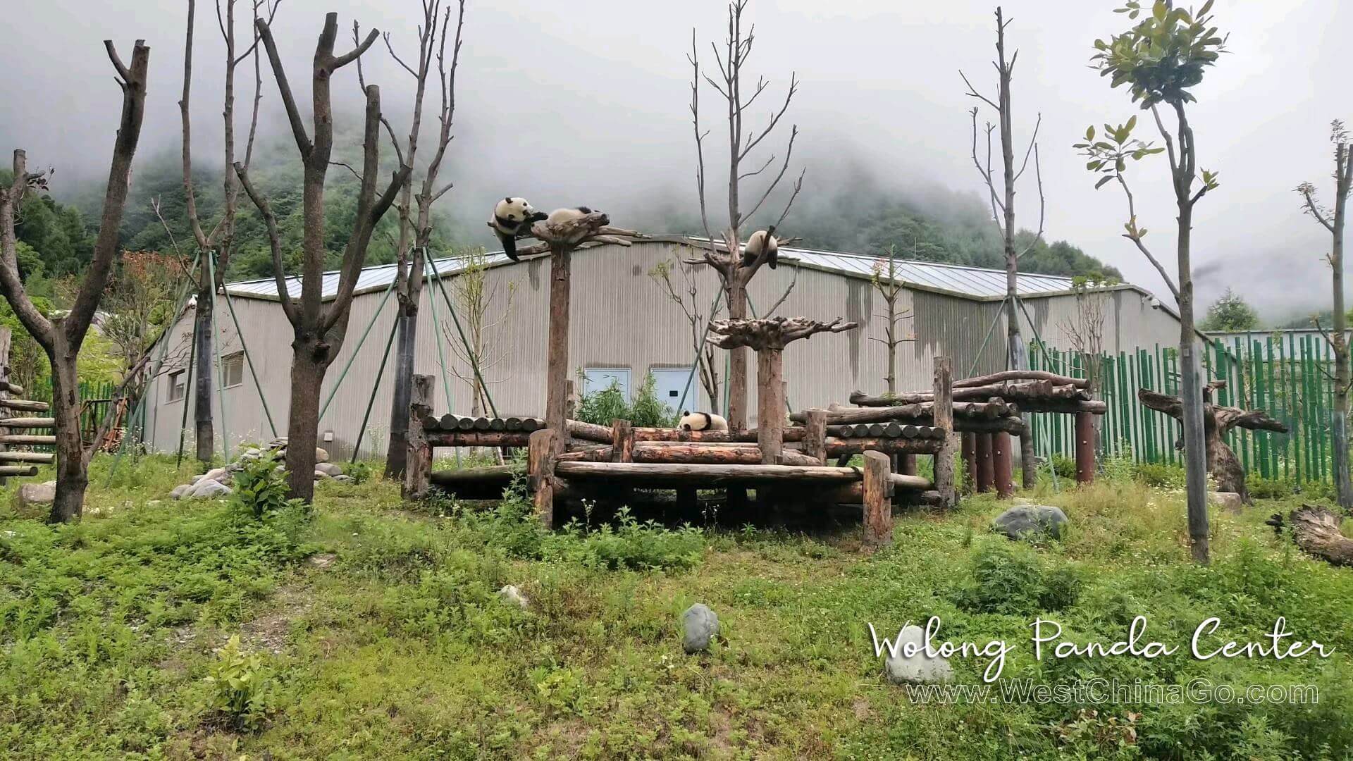 Wolong Panda Center