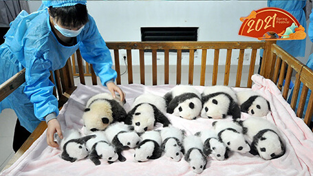 Chengdu Panda Center