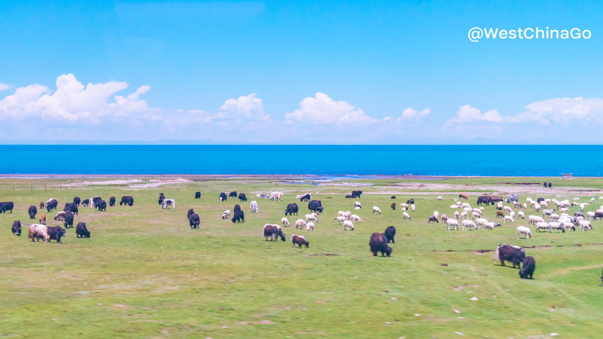 qinghai lake