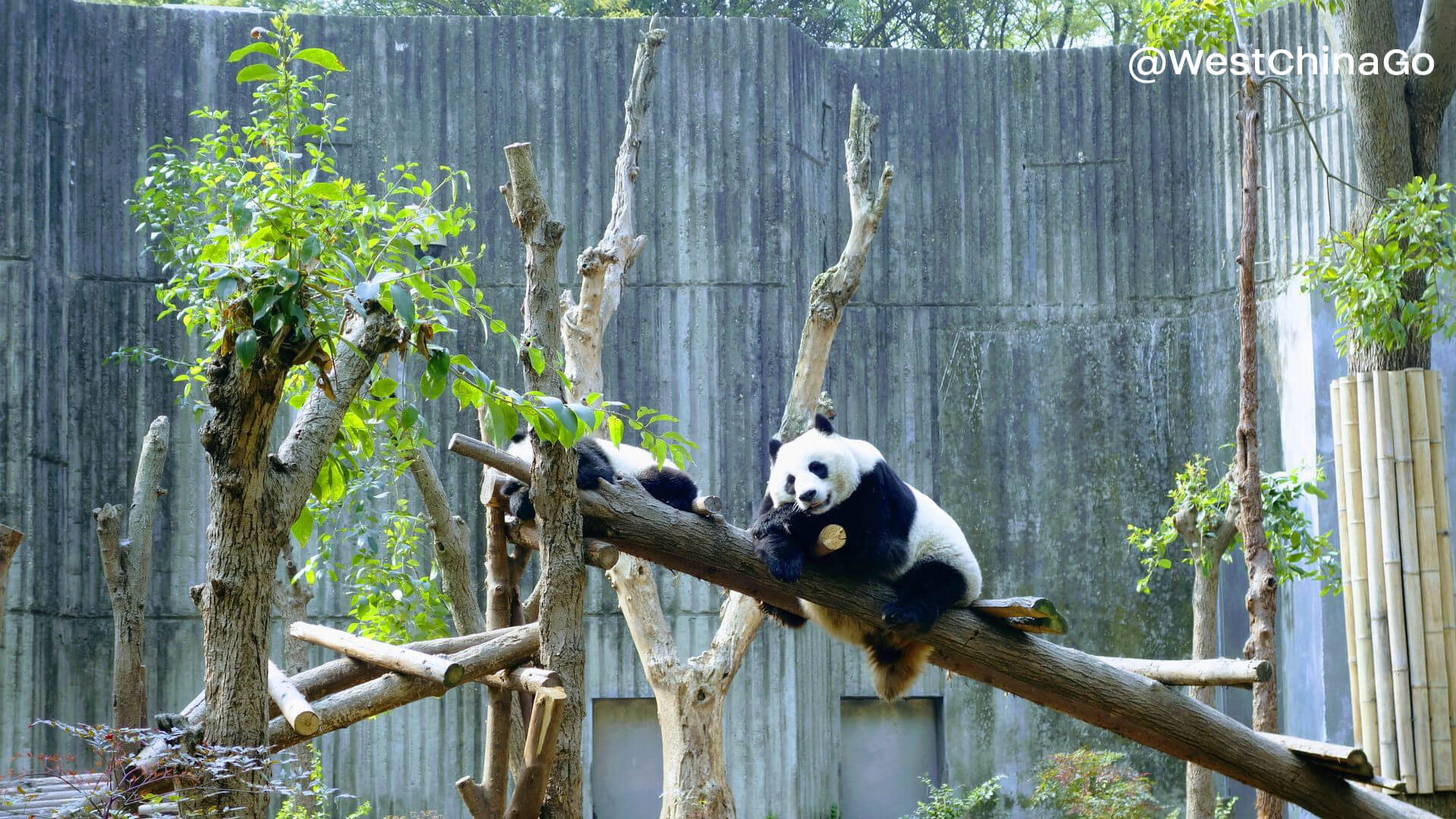 chengdu panda