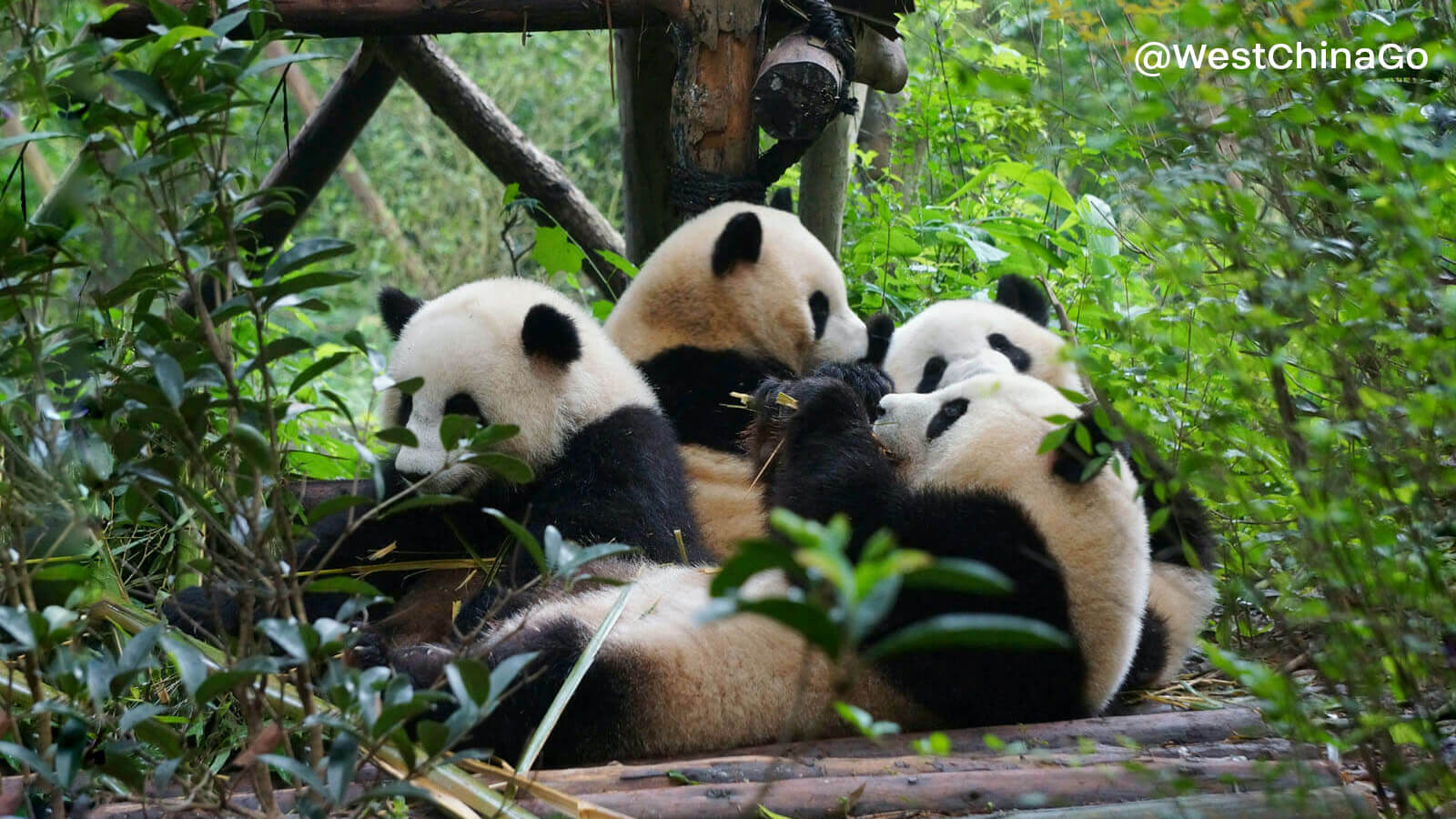 Chengdu panda