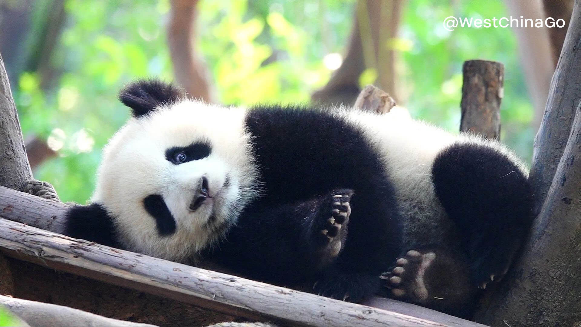chengdu panda
