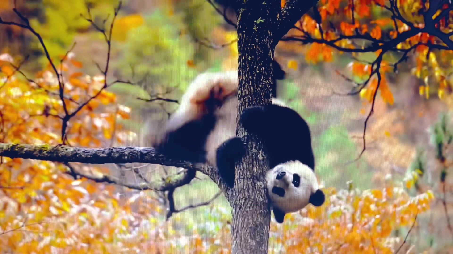 chengdu panda