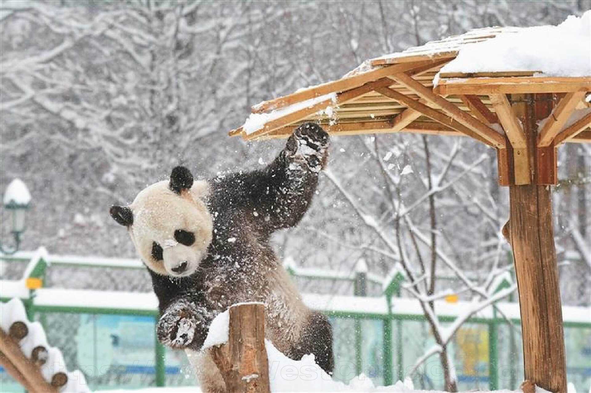 Yabuli Panda House