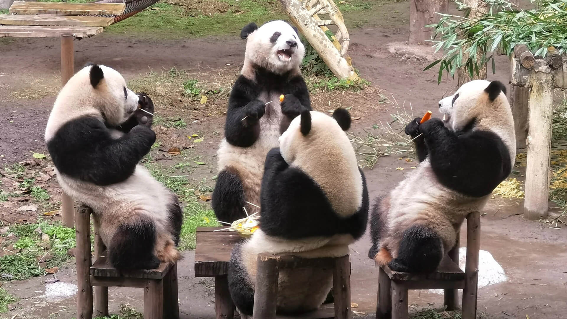 Chongqing zoo