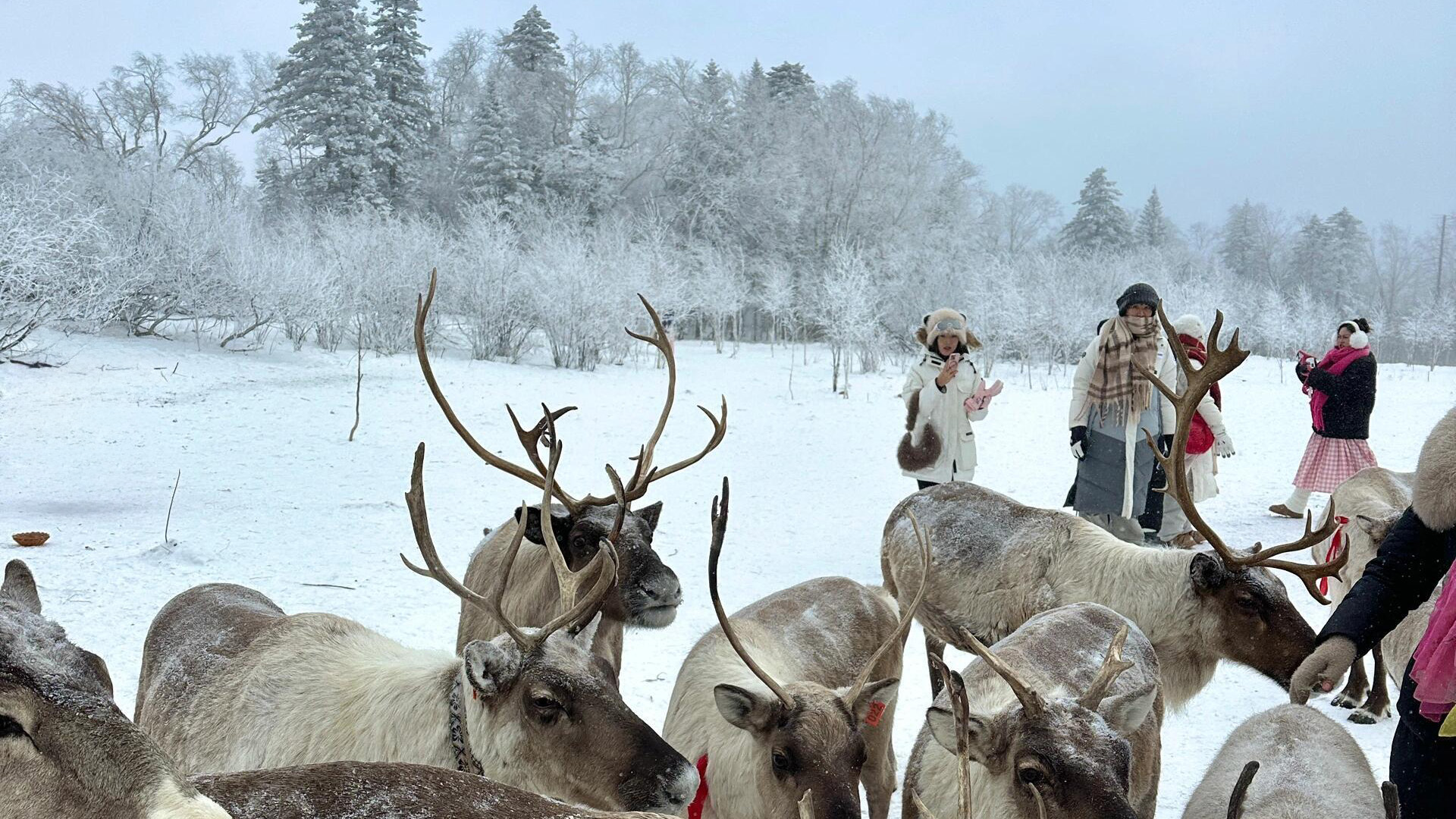Changbaishan Mountain