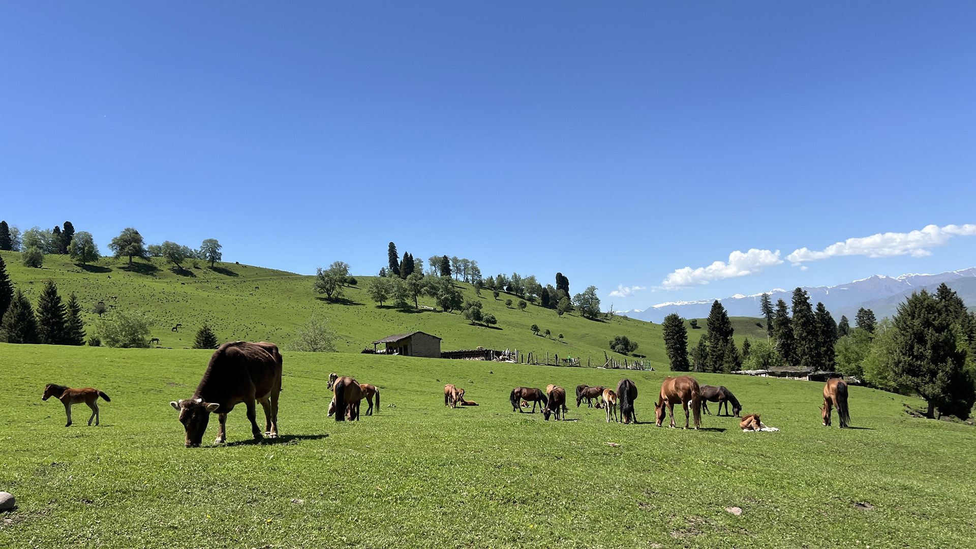 Xinjiang Nalati Grassland Tour