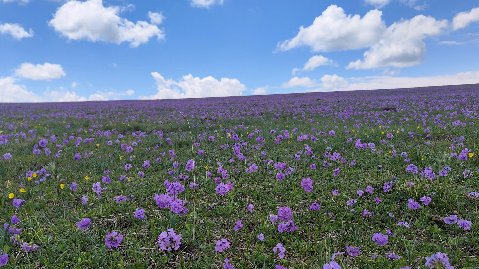 xinjiang Kalajun Prairies