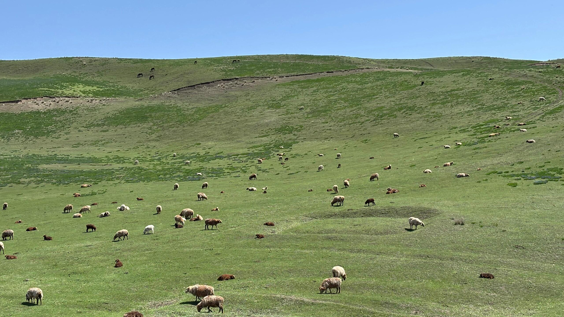 Xinjiang Ili Qiongkushitai