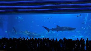 Zhuhai Ocean Kingdom