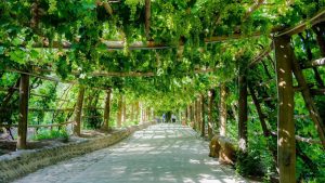 Xinjiang grape valley