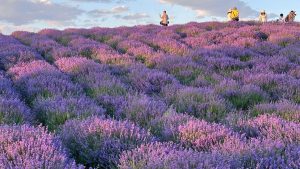 Xinjiang Huocheng Lavender Gardens