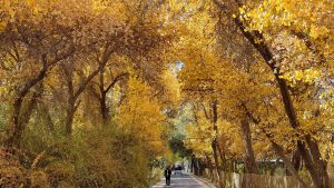 Xinjiang Jinhuyanglin