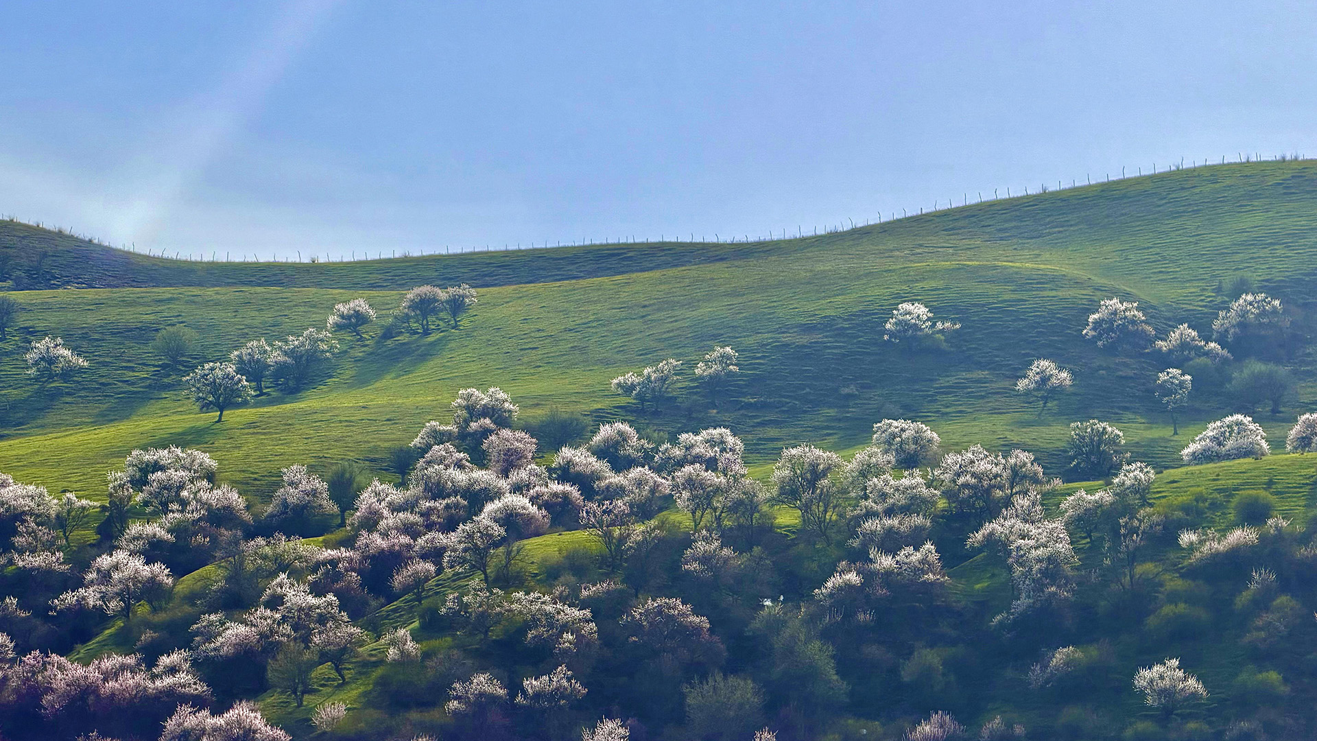 Xinjiang Ku'erdening