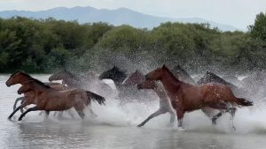 Xinjiang Zhaosu Wetland Park