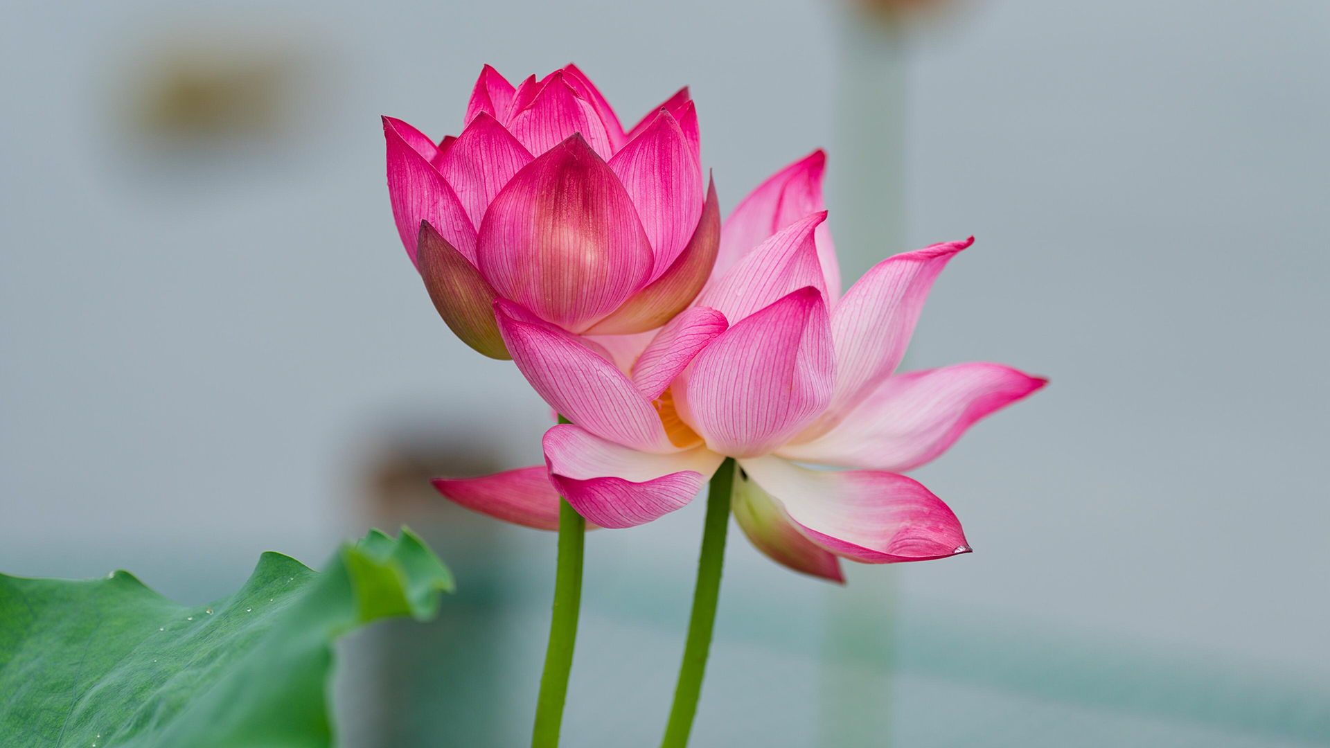 Hangzhou West Lake Day Tour